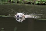 GOLDEN RETRIEVER 396